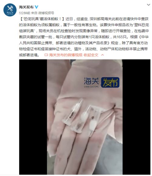 恐龍玩具暗藏活體“乘客”，深圳海關(guān)截獲須蟻屬螞蟻